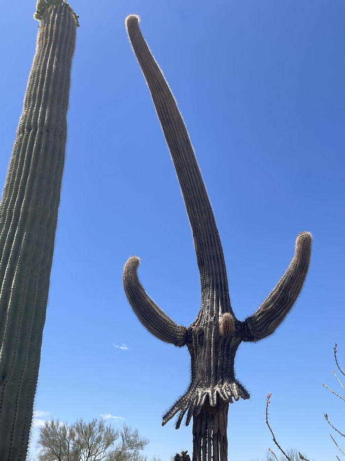 The Daily Saguaro, Friday 5/21/21
