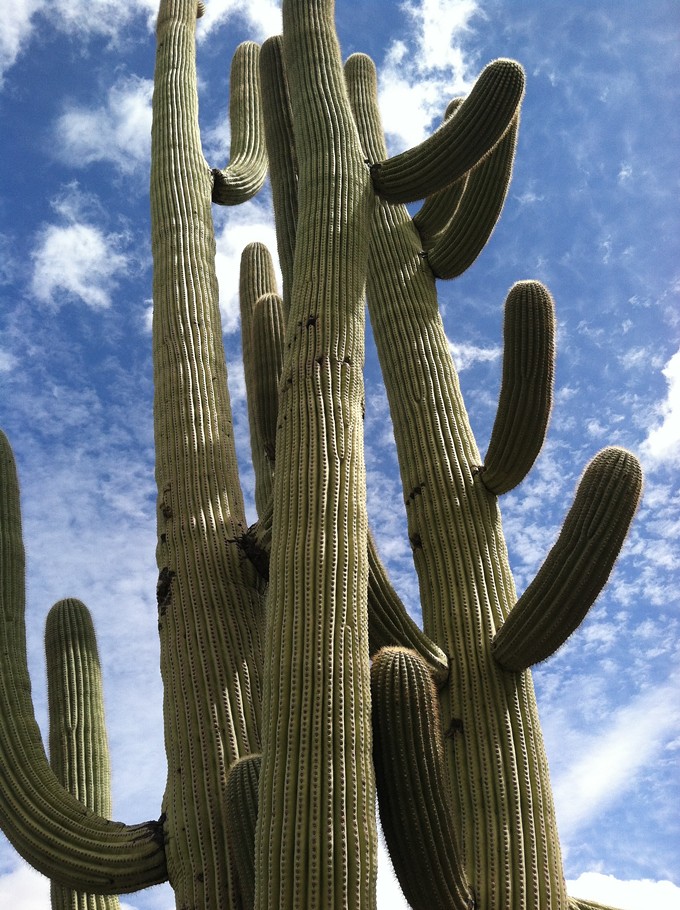 The Daily Saguaro, Friday 6/11/21
