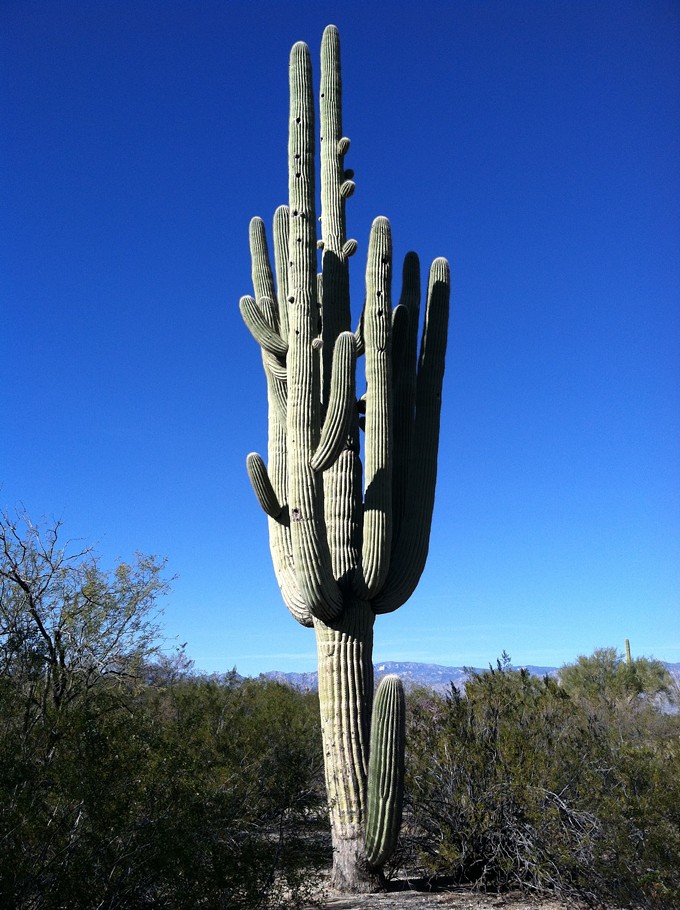 The Daily Saguaro, Thursday 6/24/21