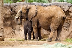 Get a free Reid Park Zoo pass and COVID-19 shot on Saturday