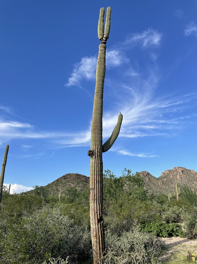 The Daily Saguaro, Sunday 8/8/21