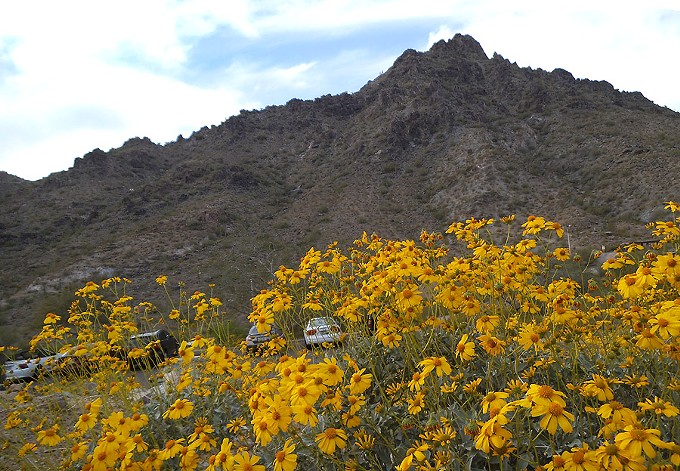 Wildflowers bloom near the base of Piestewa Peak in Phoenix in 2013. The mountain was renamed in 2003 from Squaw Peak because the word “squaw” is a derogatory term. There are still 67 places on federal lands in Arizona that use that term, and all will be renamed because of an order by the U.S. Department of Interior. - AZNATURALIST | WIKIMEDIA/CC BY-SA 3.0