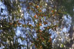 Mystery of the Monarchs: Western Butterfly Populations Stage Remarkable Comeback
