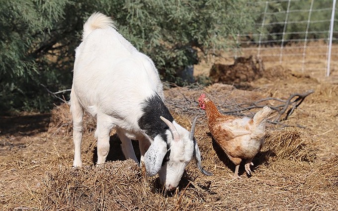 A goat and chicken graze within a designated section of desertified land. The animals break up the hard dirt with their feet, which allows for new and healthy plants to grow after the animals are moved. - PHOTO BY | BROCK BLASDELL/CRONKITE NEWS
