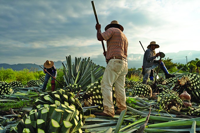 Thorny Feast: The Agave Heritage Festival returns to celebrate the spirit and spirits of the Southwest