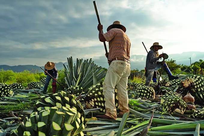 Thorny Feast: The Agave Heritage Festival returns to celebrate the spirit and spirits of the Southwest