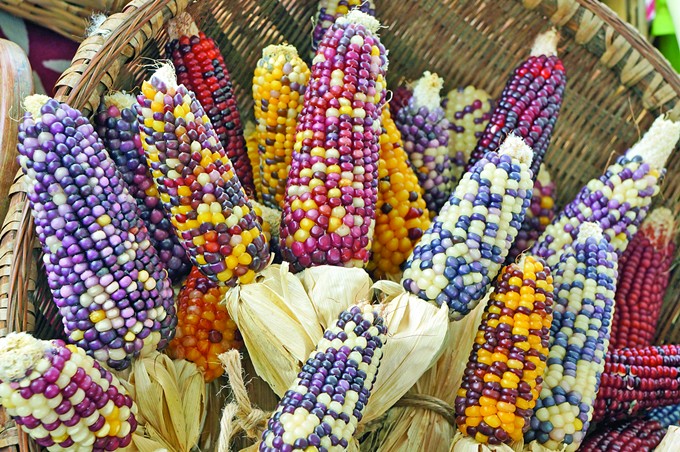 Corn Ball: Pueblos del Maíz Fiesta celebrates corn in gastronormous proportions