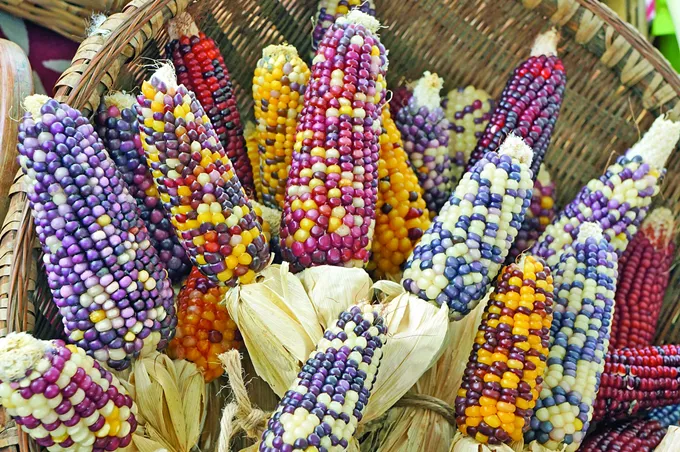 Corn Ball: Pueblos del Maíz Fiesta celebrates corn in gastronormous proportions