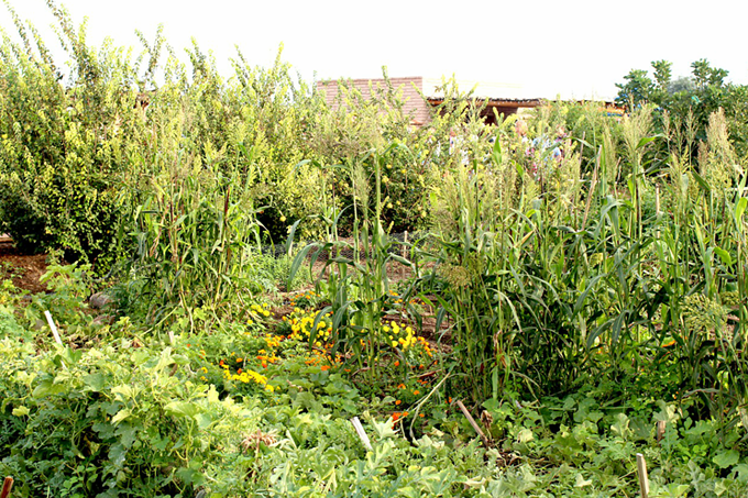 The lush heritage plant life at Tucson's Mission Garden hints at the city's gastronomic legacy. - HEATHER HOCH
