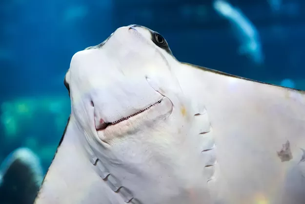 Get Your Hands on a Stingray at the Desert Museum