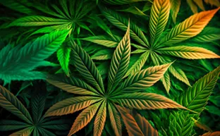 Are THC potency caps in our future?