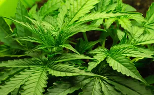 Step-by-step guide to choosing weed