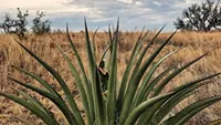 Agaves Are Us