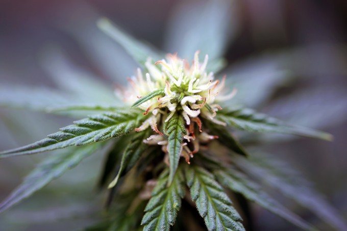 bigstock-marijuana-plants-marijuana-fa-238885855.jpg