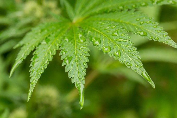 bigstock-macro-close-up-of-a-cannabis-l-227532400.jpg