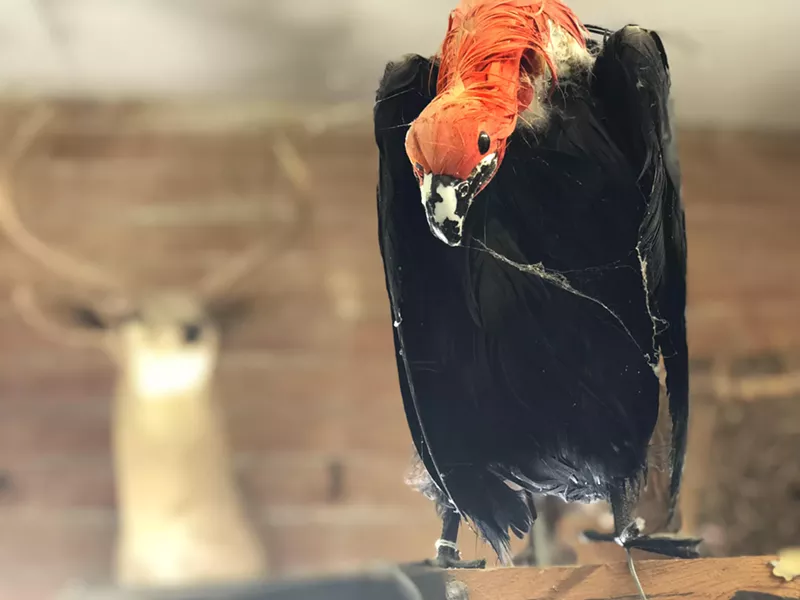 Vultures. - BRIAN SMITH