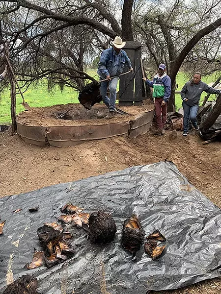Agaves are roasted as part of the distilling process - BILL STEEN
