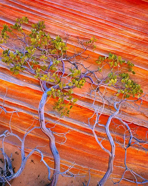 Manzanita, Vermilion Cliffs National Monument, AZ 2009 - JACK DYKINGA