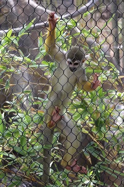 Squirrel monkey. - JEFF GARDNER