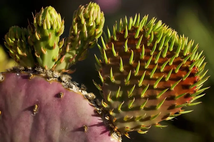 sonoran_native_plant_tour.jpg