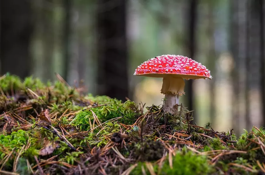 fantastic_fungi.jpg