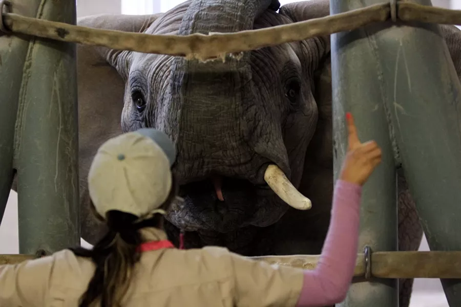 Reid Park zookeeper Monique Ortega working with Sundzu - LOGAN BURTCH-BUUS