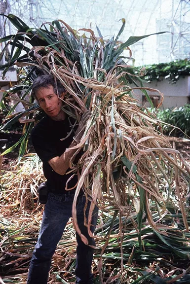 Mark carrying foder (sorghum stalk) after a grain harvest. - ABIGAIL ALLING