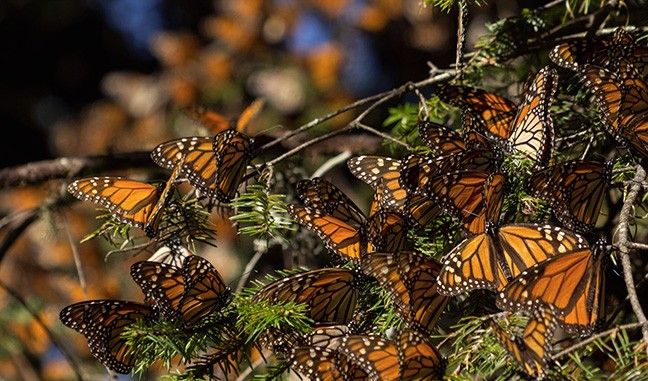 Monarch Butterflies gathering on an Oyamel tree.