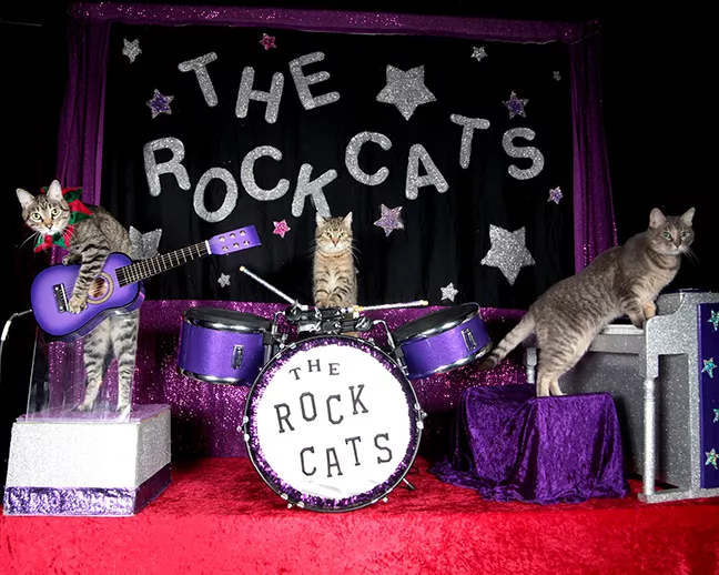 The Rock Cats - COURTESY
