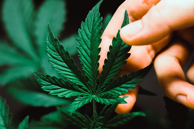 bigstock-beautiful-cannabis-leaf-concep-232164949.jpg
