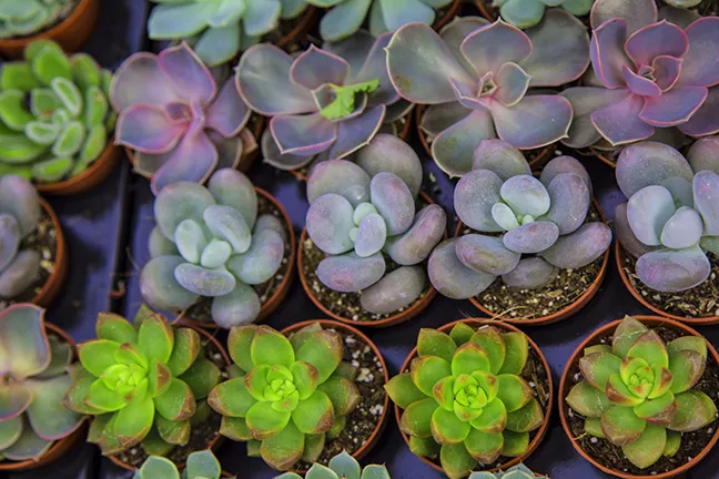 monsoon_plant_sale.jpg