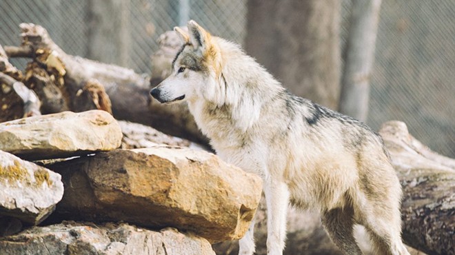 Public can comment on proposed changes to management plan for Mexican wolves