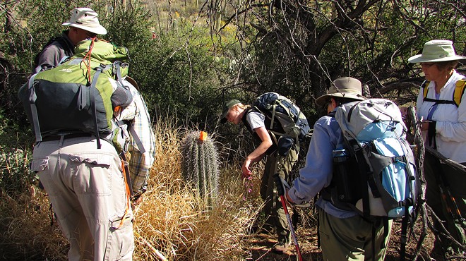 Saguaro National Park thrives in the summer