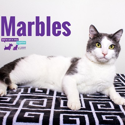 Marbles Needs a Home
