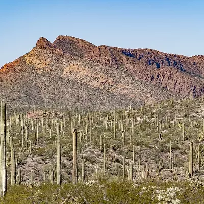 Deserting the Desert: Sonoran plants adapting to increased heat and drought&mdash;but only by so much