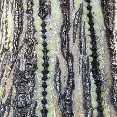 The Daily Saguaro, Saturday 8/14/21