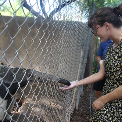 Sonoran Explorin': My date with an anteater