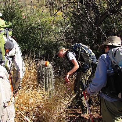 Saguaro National Park thrives in the summer