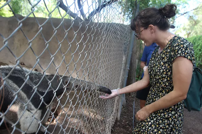 Sonoran Explorin': My date with an anteater - Vimarsana News