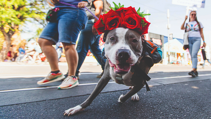 Fur, feathers, scales stand up for pet parade - Vimarsana News