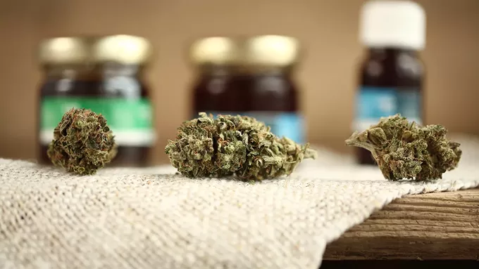 Cannabis Legends: Fan favorite strains of 2023 - Vimarsana News